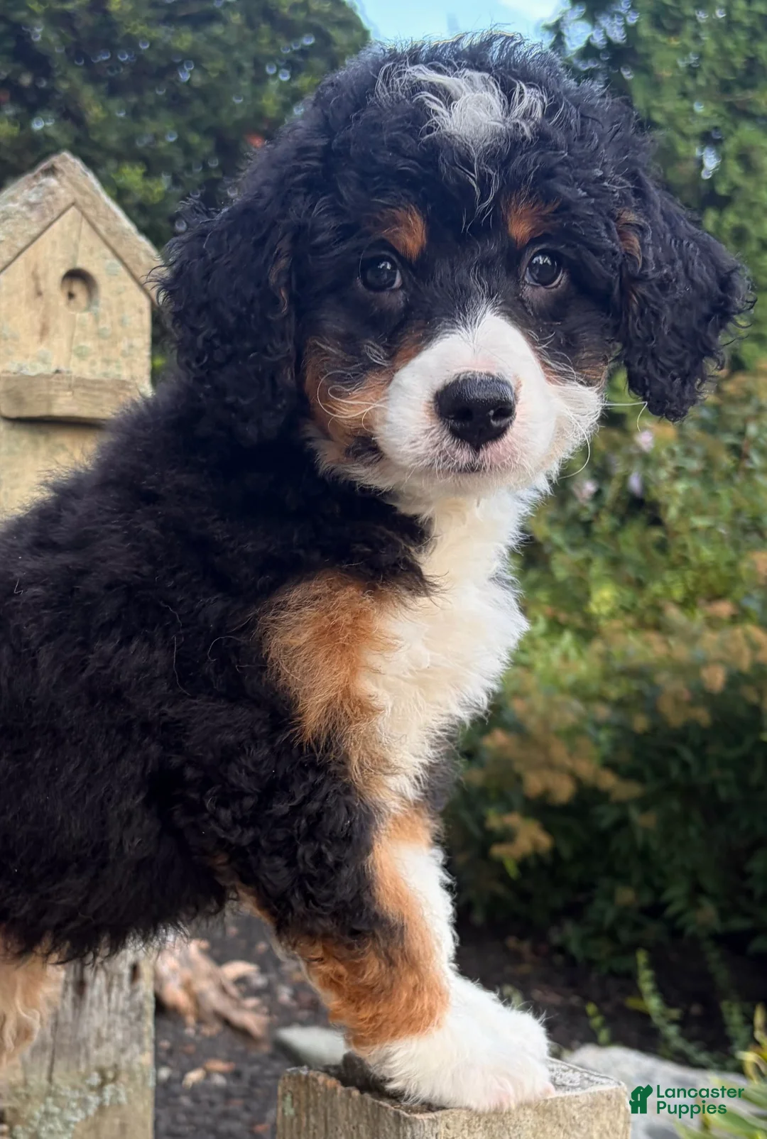 Mini Bernedoodle dogs for sale: 💛IN BOSTON MASSACHUSETTS AREA💛TRADITIONAL TRI COLOR💛MINI BERNEDOODLE BOY💛 - Ad 10