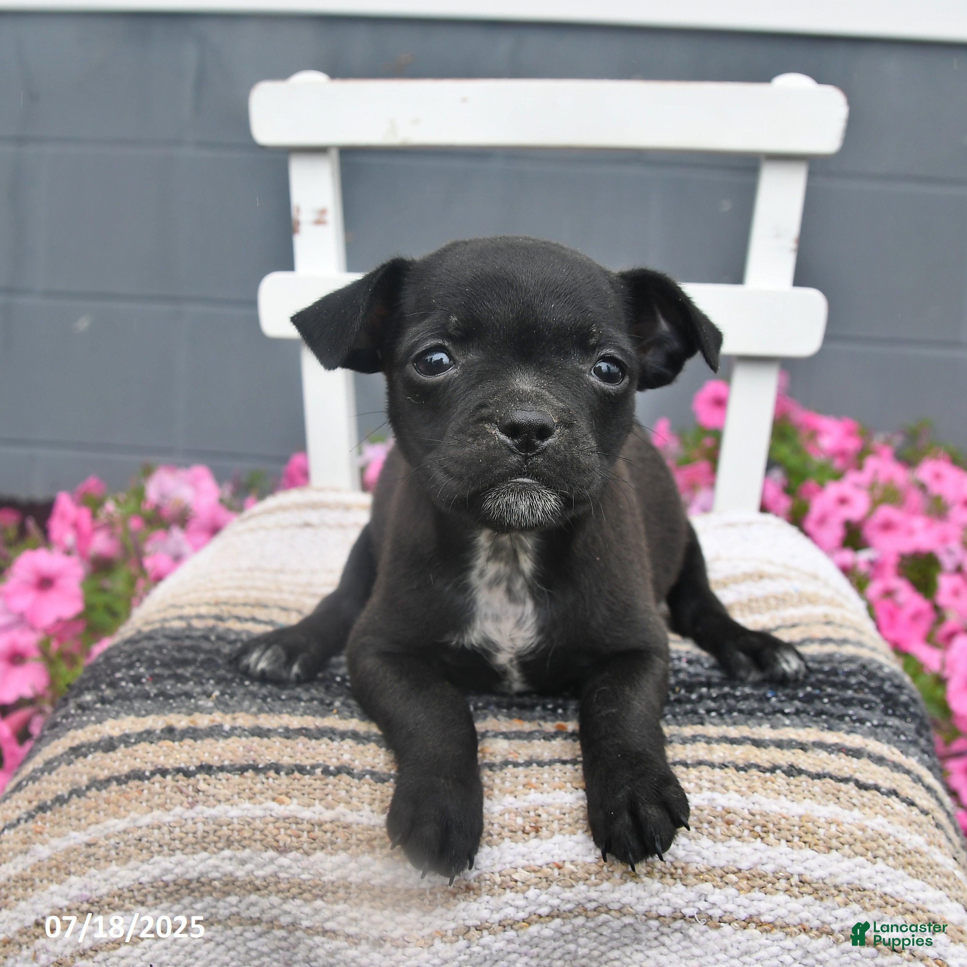 Mixed Breed dogs Tiny - Ad 1