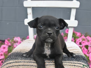 Mixed Breed dogs Tiny - Ad 1