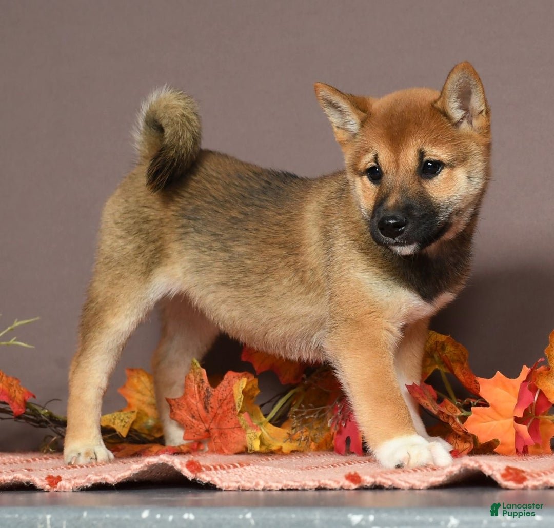 Shiba Inu dogs for sale: Whimsey - Ad 5