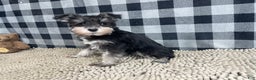 Miniature Schnauzer dogs for sale: Susie - Ad 1