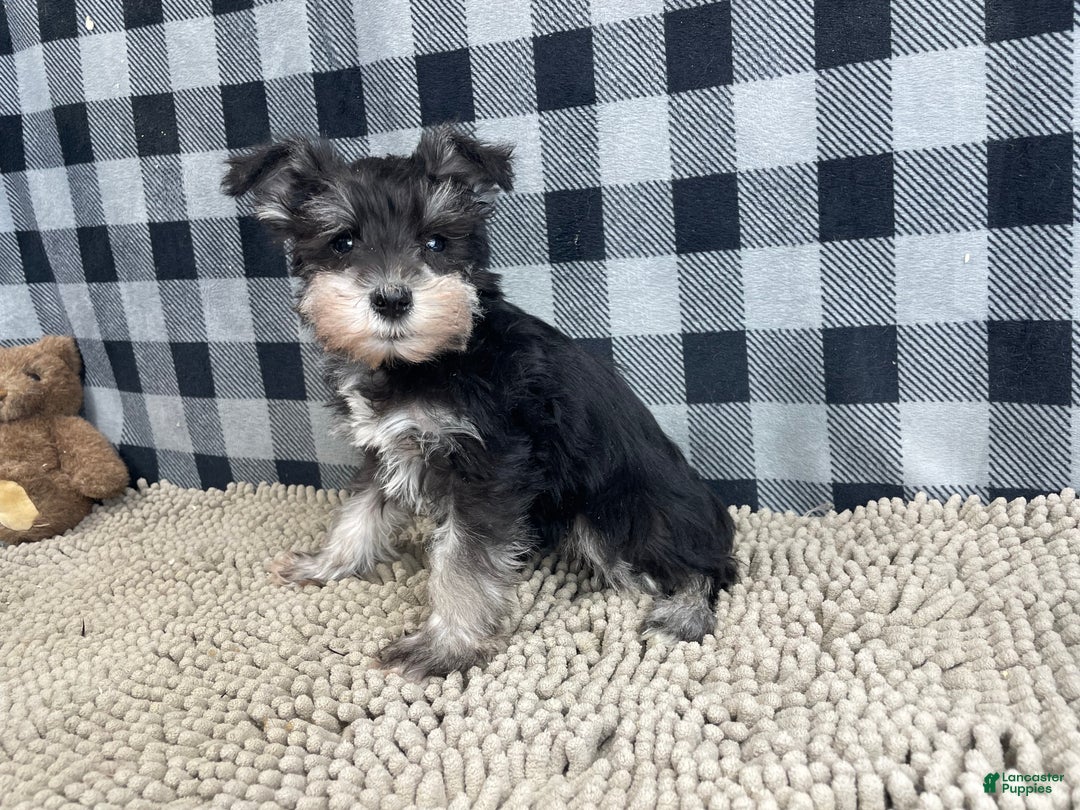 Miniature Schnauzer dogs for sale: Susie - Ad 1