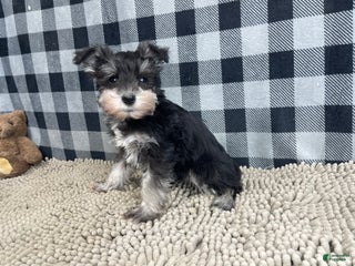 Miniature Schnauzer dogs Susie - Ad 37