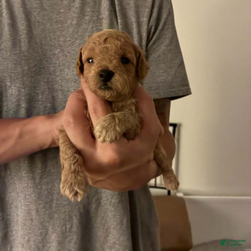 Toy Poodle dogs for sale: Lonnie - Ad 2