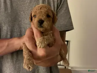 Toy Poodle dogs Lonnie - Ad 11