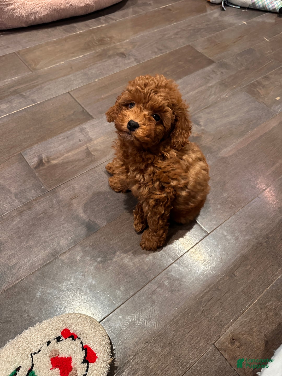 Toy Poodle dogs for sale: Jayden- Teacup/Toy Genetically TESTED - Ad 3