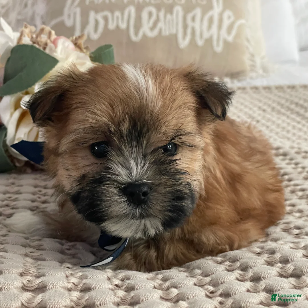 Morkie dogs for sale: Nemo - Ad 8