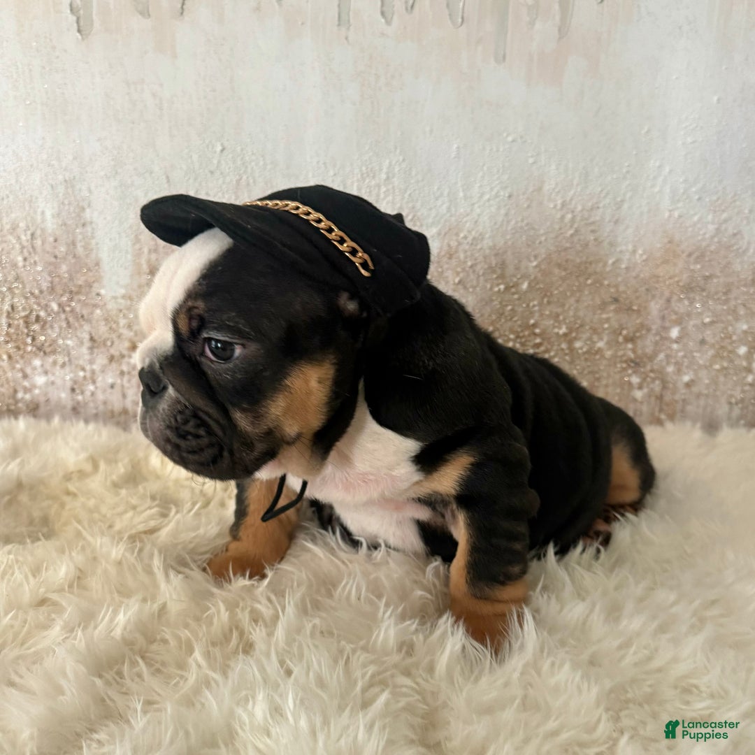 English Bulldog dogs for sale: Petra - Ad 6