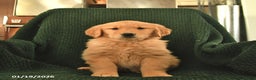 Golden Retriever dogs for sale: Ruby  - Ad 2