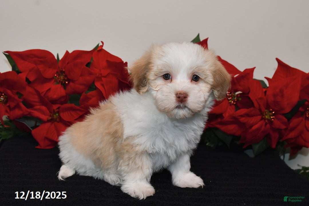 Havanese dogs for sale: Bella   - Ad 4