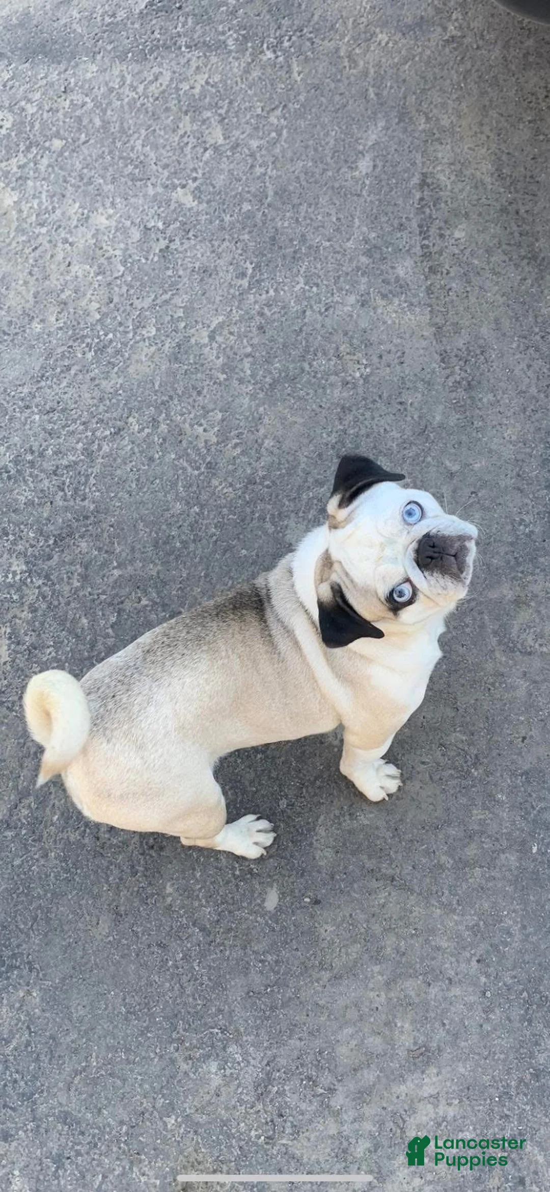Frug dogs for sale: Snoopy - Ad 2