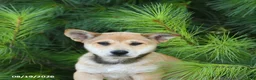 Shiba Inu dogs for sale: Sterling - Ad 4