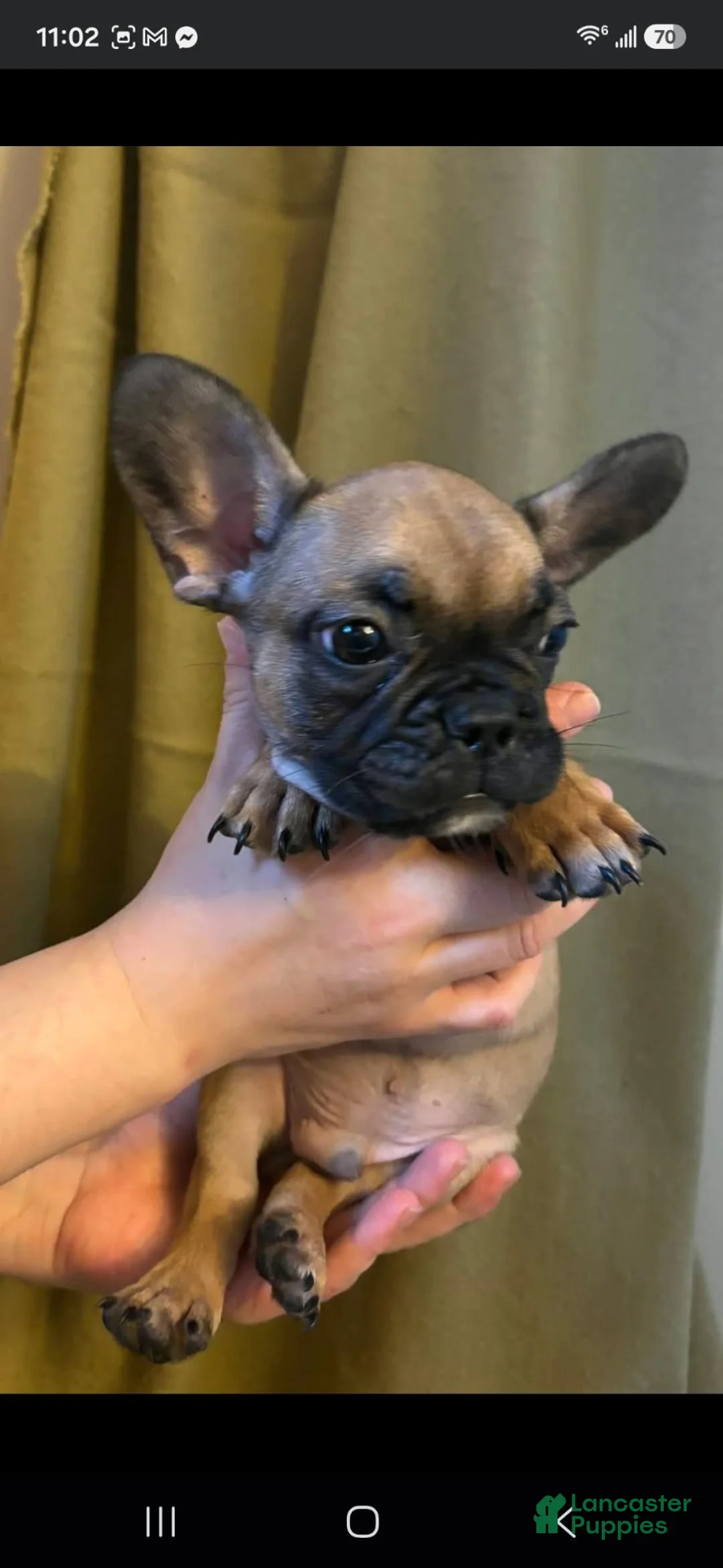 French Bulldog dogs for sale: French Bulldog 2 - Ad 2