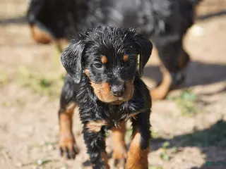 Rottweiler dogs Rottweiler F3 - Ad 1