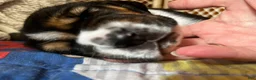Basset Hound dogs for sale: Basset Hound 3-red collar - Ad 2