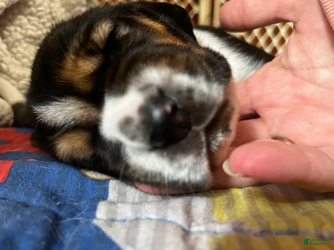 Basset Hound dogs for sale: Basset Hound 3-red collar - Ad 2