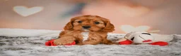 Cavapoo dogs for sale: LUNA - Ad 6