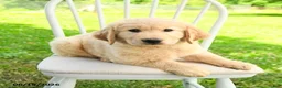 Mixed Breed dogs for sale: Augusta - Ad 4