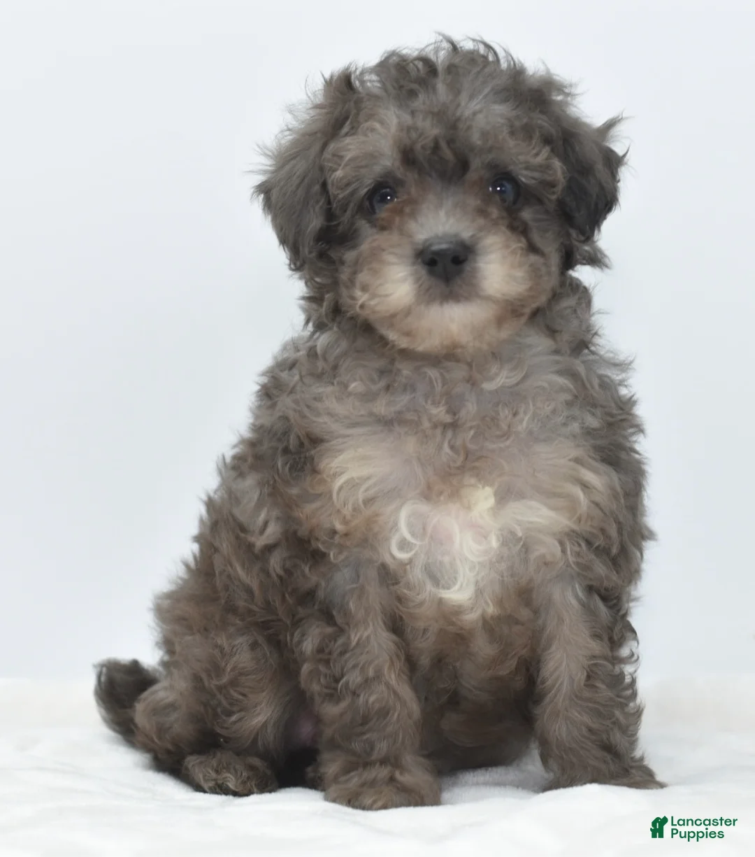 Toy Poodle dogs for sale: Carter! Silver toy male poodle puppy  - Ad 2