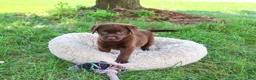 Labrador Retriever dogs for sale: Meredith - Ad 3