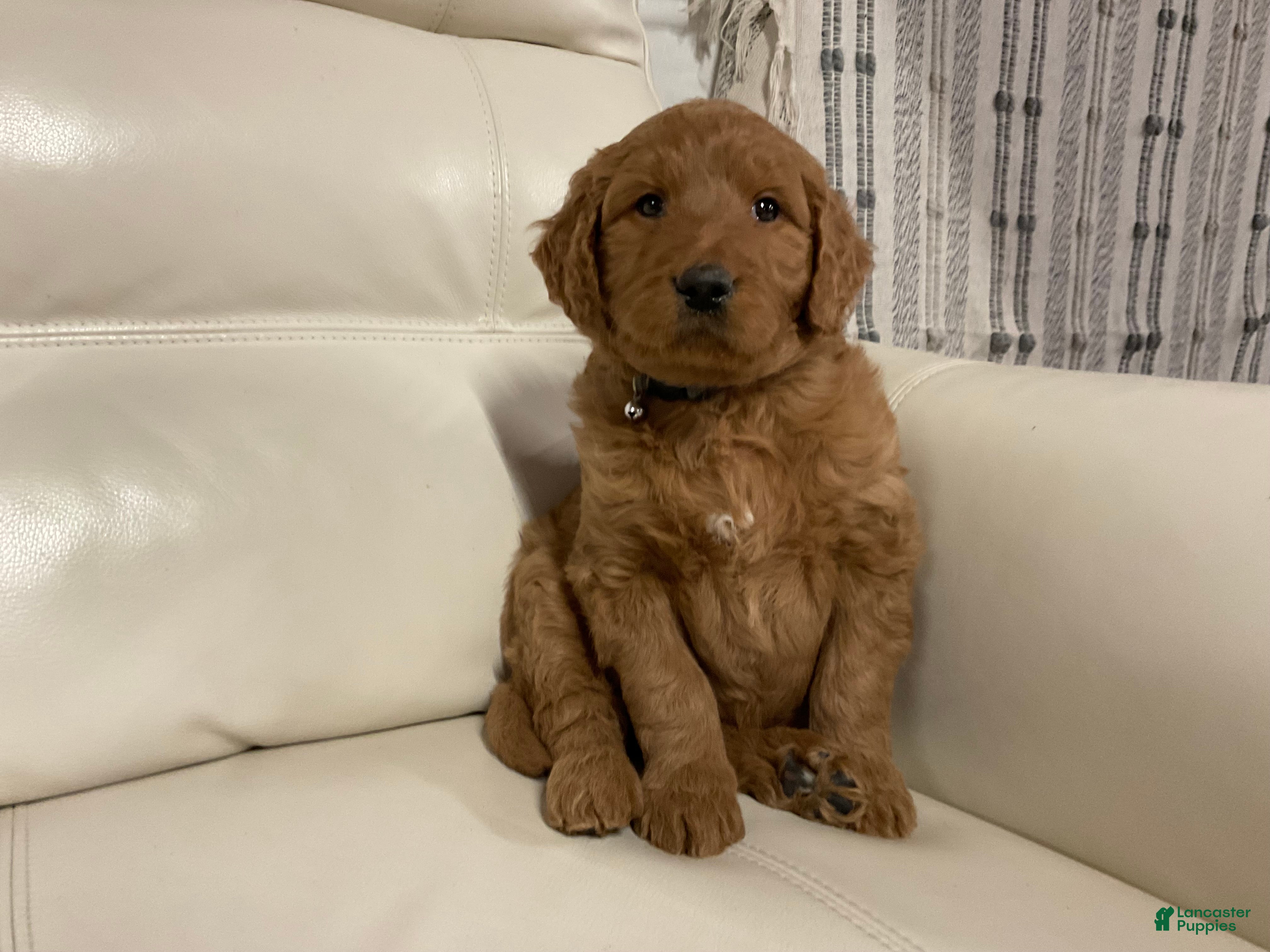 Goldendoodle dogs Chase - Ad 37