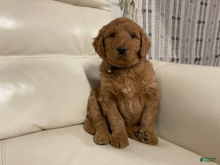 Goldendoodle dogs Chase - Ad 37