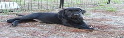 Labrador Retriever dogs for sale: Red Collar - Ad 5
