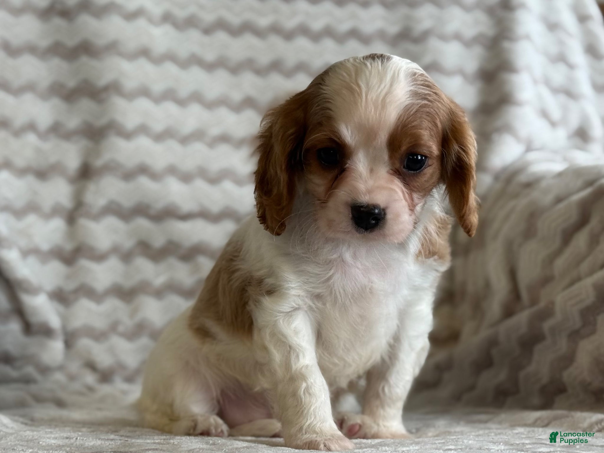 Cavalier King Charles Spaniel dogs Tommy - Ad 2