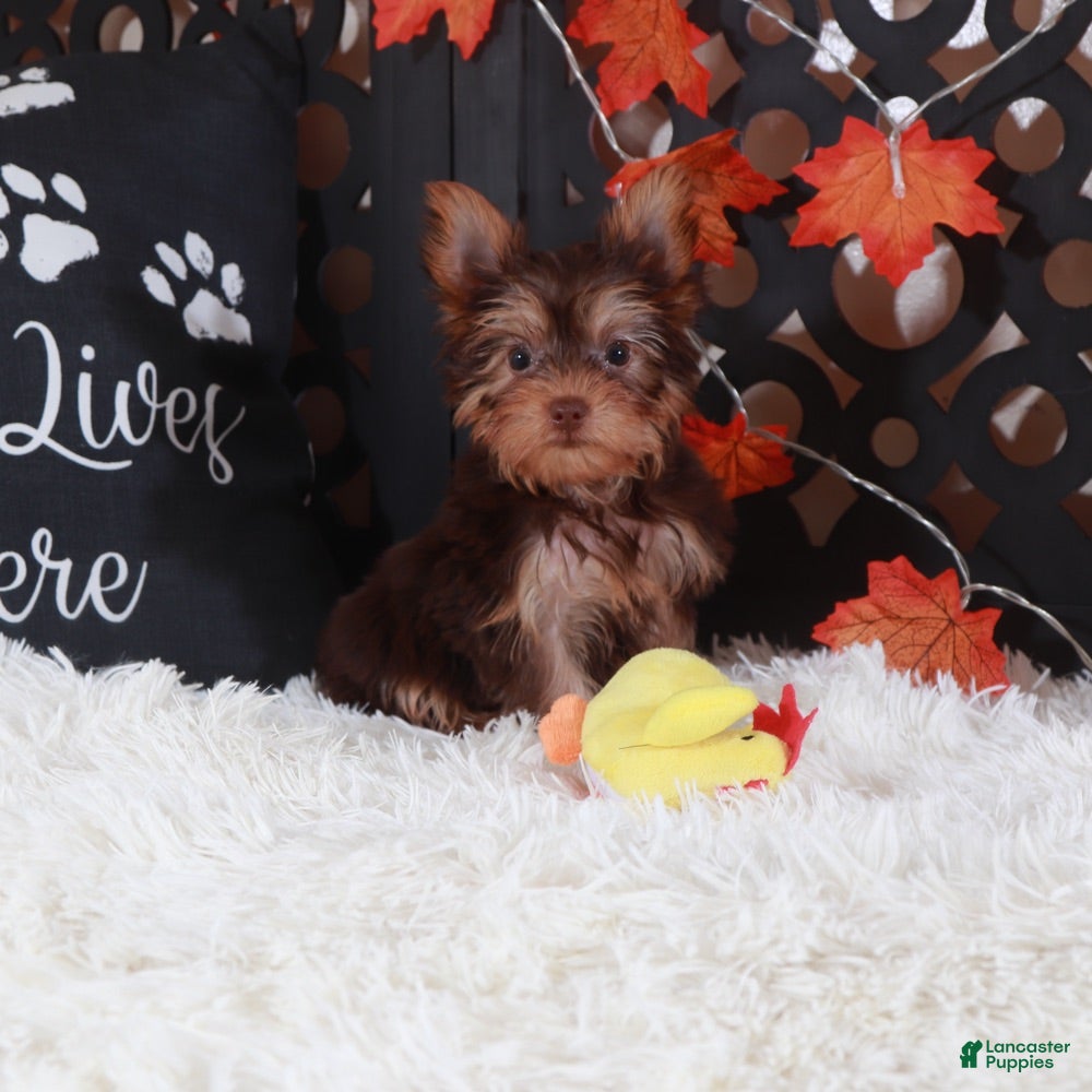 Yorkshire Terrier dogs Baron - Ad 37