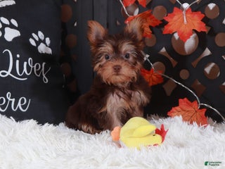 Yorkshire Terrier dogs Baron - Ad 19