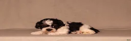 Miniature Poodle dogs for sale: Dawson - Ad 4