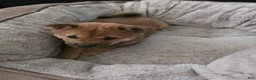 Shiba Inu dogs for sale: Shiba Inu 2 - Ad 15