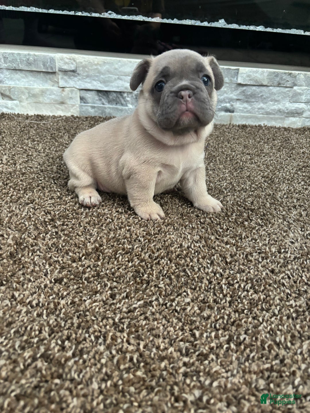 French Bulldog dogs for sale: Nala - Ad 4