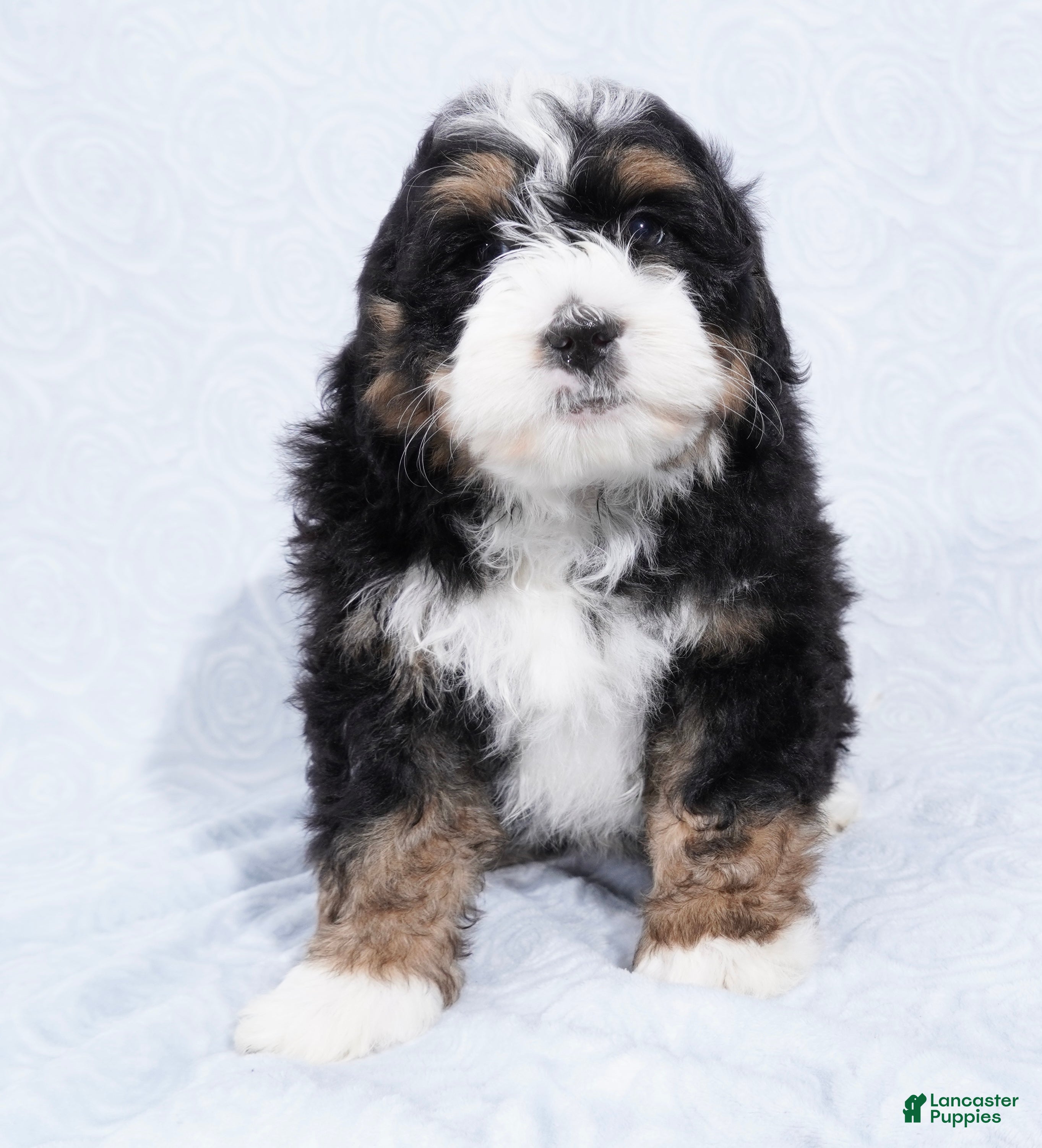 Mini Bernedoodle dogs Cole  - Ad 1