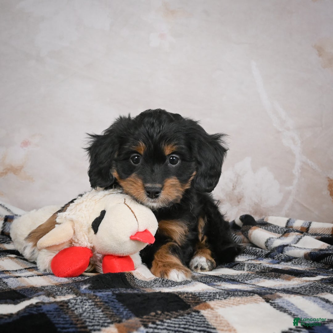 Bernedoodle dogs for sale: Gracie - Ad 9