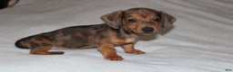 Miniature Dachshund dogs for sale: Frank Mini  - Ad 10