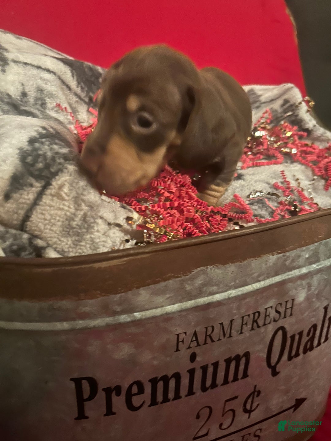 Miniature Dachshund dogs for sale: Miniature Dachshund Puppy 3 - Ad 2