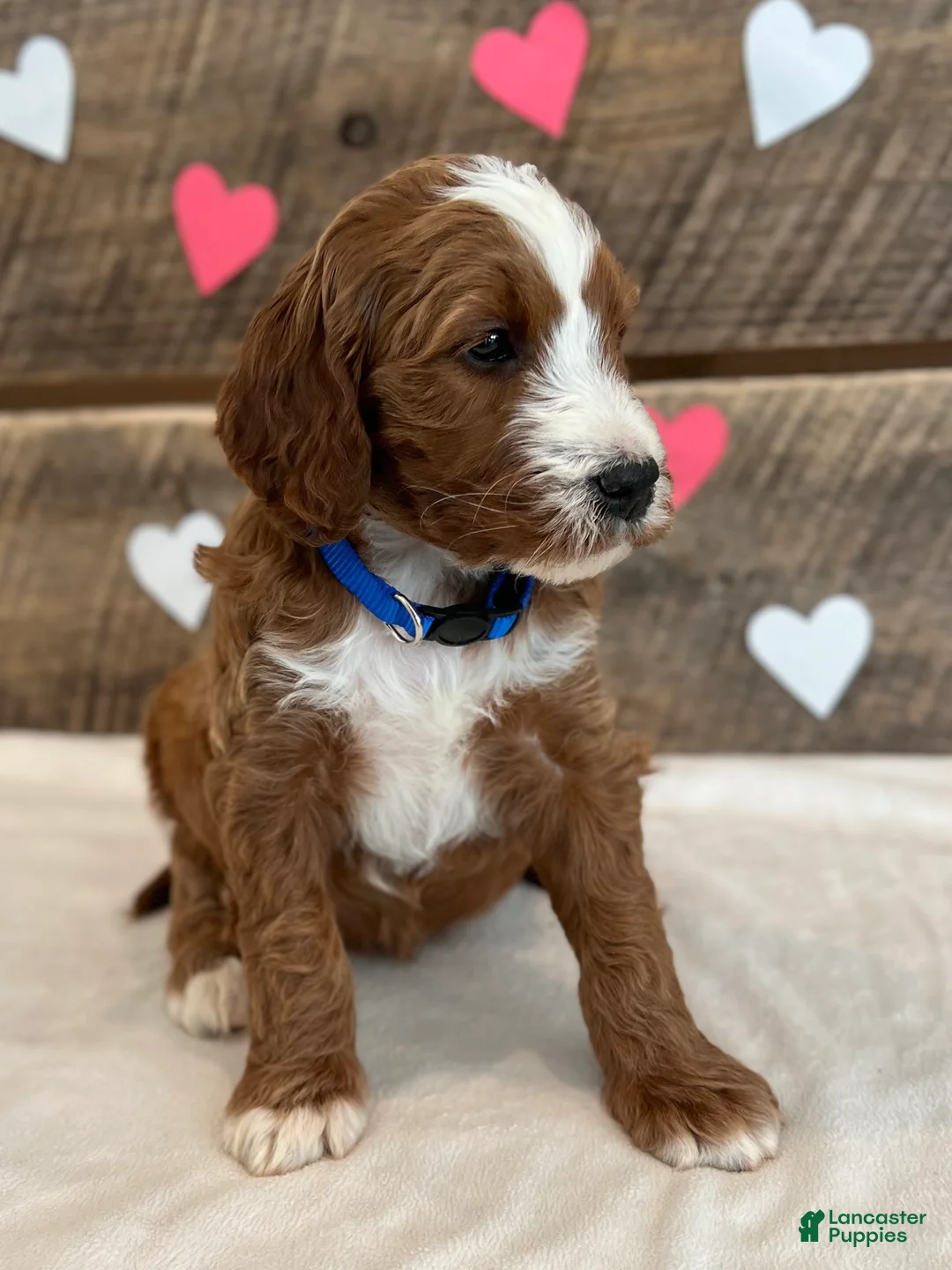 Irish Doodle dogs for sale: Murphy - Ad 5