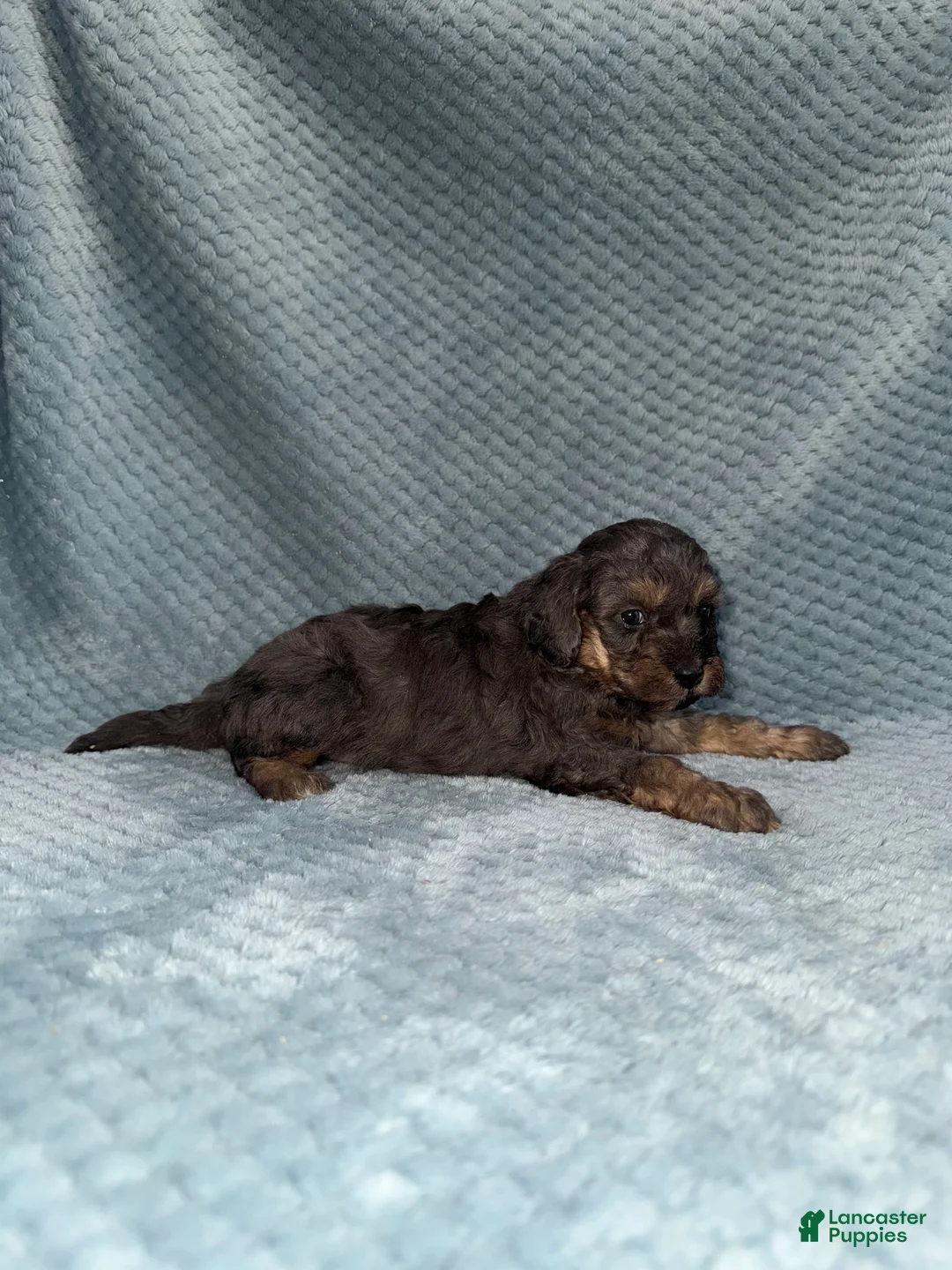 Cavapoo dogs for sale: Cavapoo Puppy 1 - Ad 6