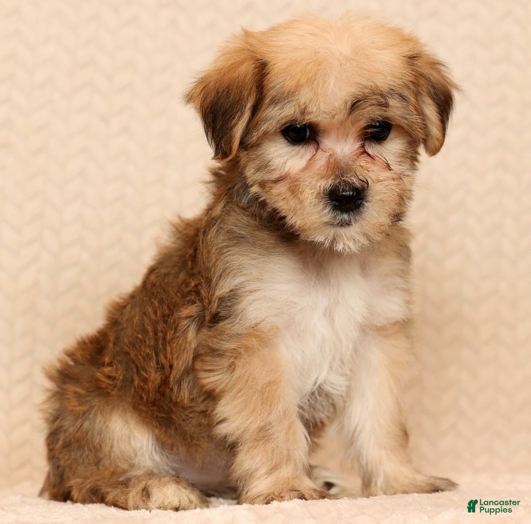 Yochon dogs for sale: Sophia - Ad 4