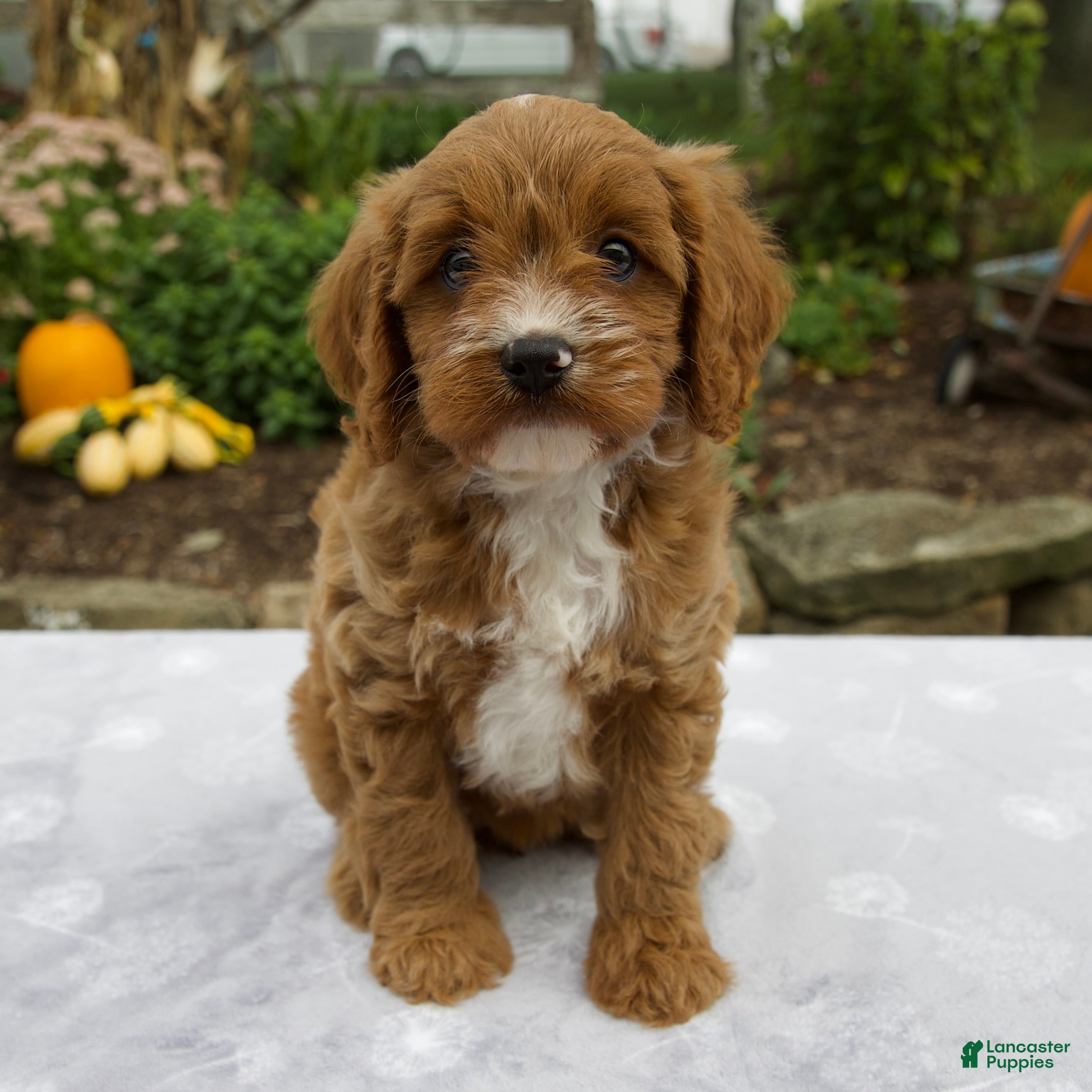 Cavapoo dogs Tessa - Ad 1