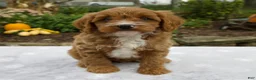 Cavapoo dogs for sale: Tessa - Ad 1