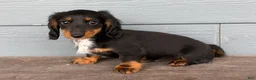 Dachshund dogs for sale: Sonic - Ad 2