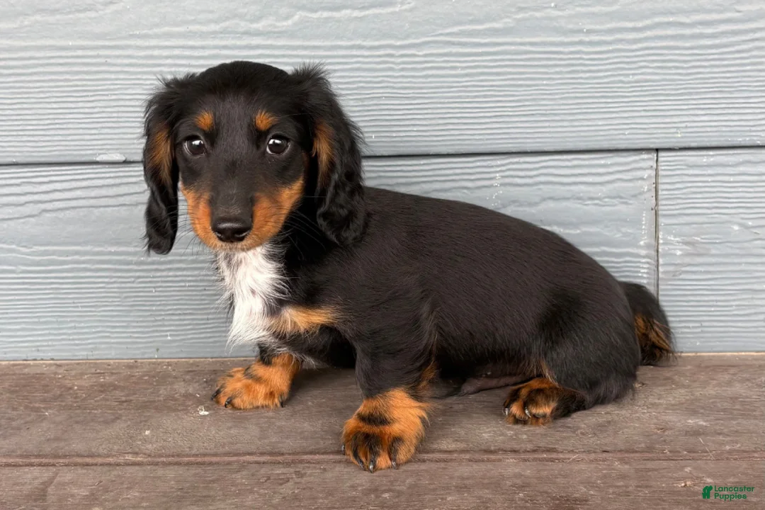 Dachshund dogs for sale: Sonic - Ad 2