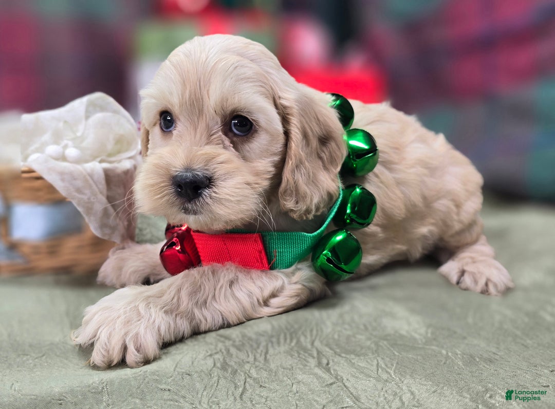 Cockapoo dogs for sale: Lieutenant Pete - Ad 21