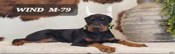 Doberman Pinscher dogs for sale: WIND - Ad 1