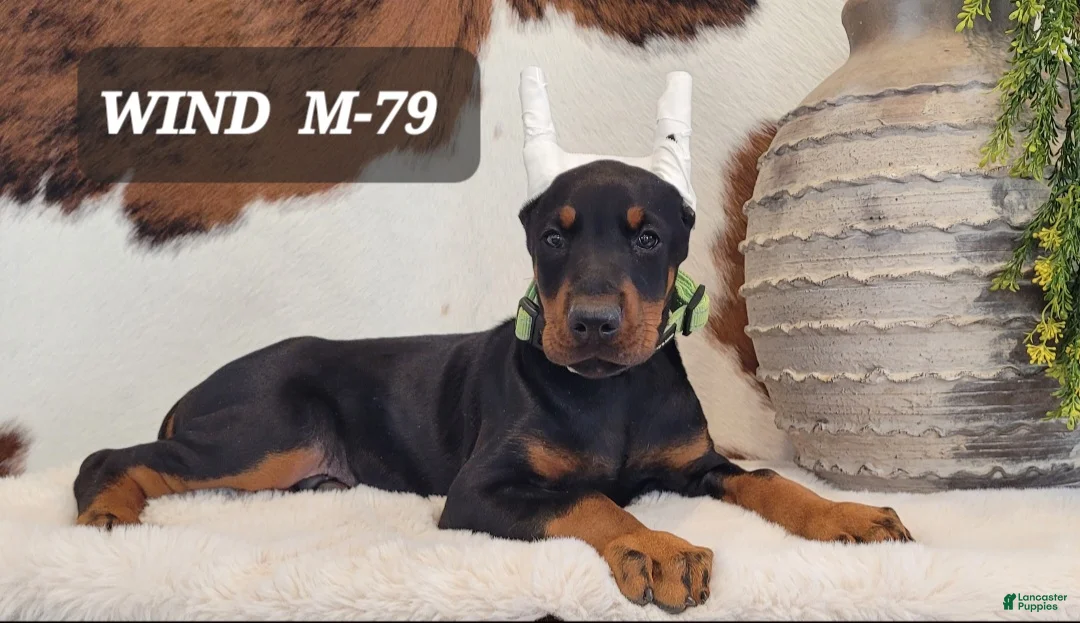 Doberman Pinscher dogs for sale: WIND - Ad 1
