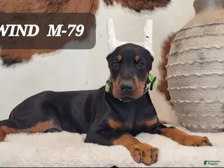 Doberman Pinscher dogs WIND - Ad 29