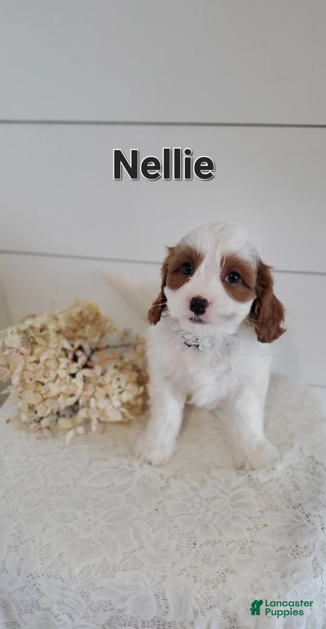 Cavapoo dogs for sale: Nellie - Ad 1
