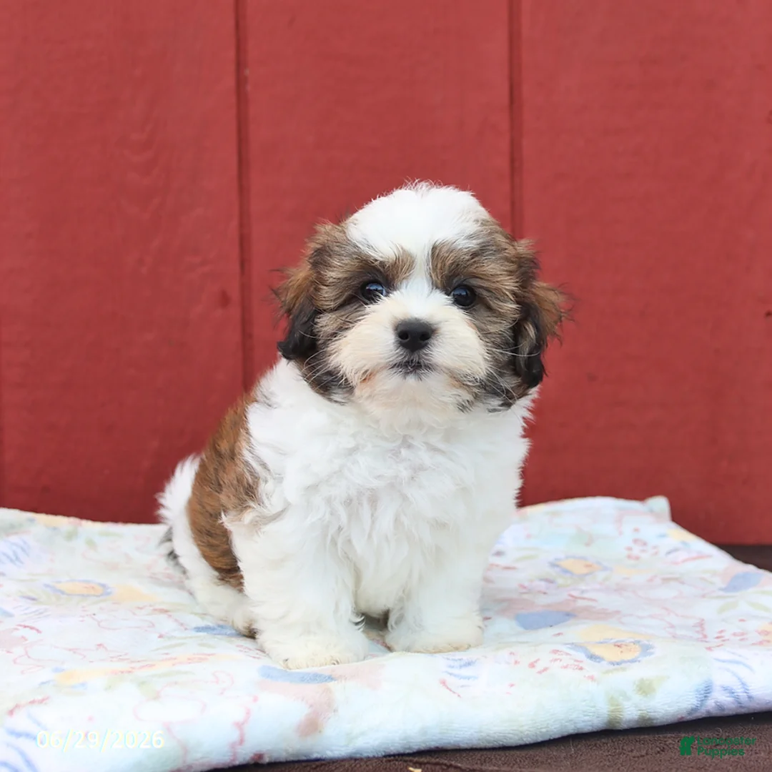 Malshi dogs for sale: Scott - Ad 1
